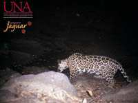 Jaguar 13